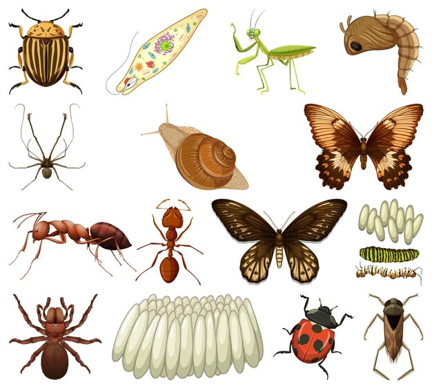 Diferentes tipos de insectos y animales sobre fondo blanco.