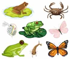 Vector gratuito diferentes tipos de insectos y animales sobre fondo blanco.