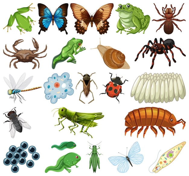 Diferentes tipos de insectos y animales sobre fondo blanco.