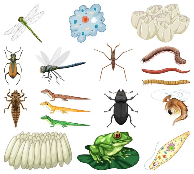 Diferentes tipos de insectos y animales sobre fondo blanco.