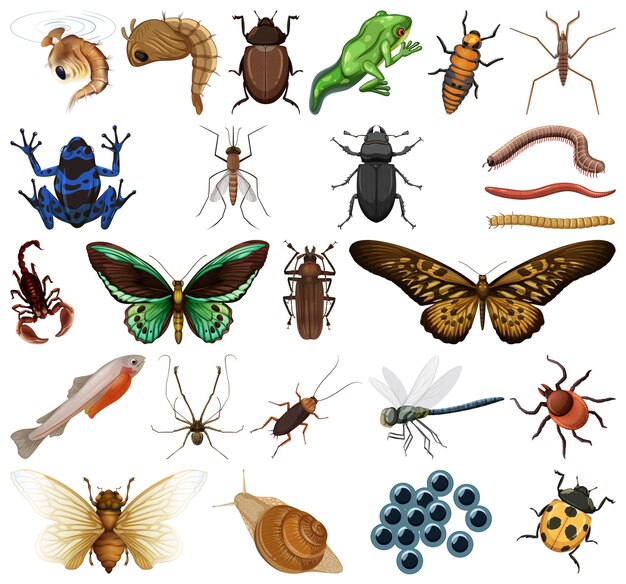 Diferentes tipos de insectos y animales sobre fondo blanco.