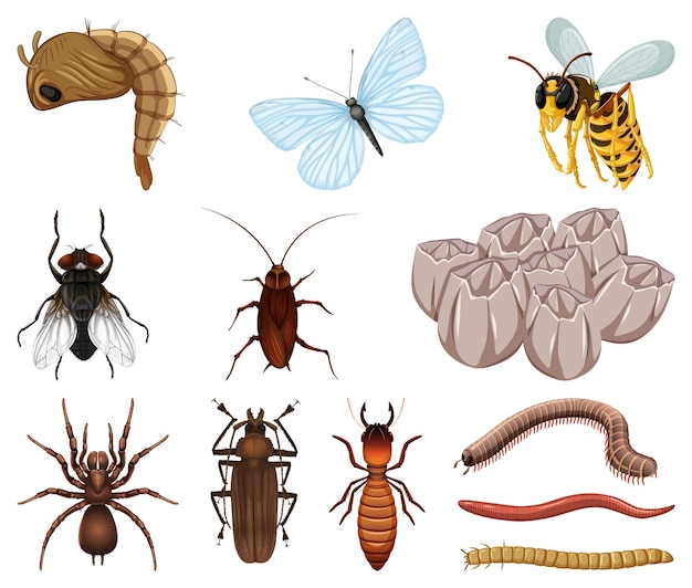 Vector gratuito diferentes tipos de insectos y animales sobre fondo blanco.