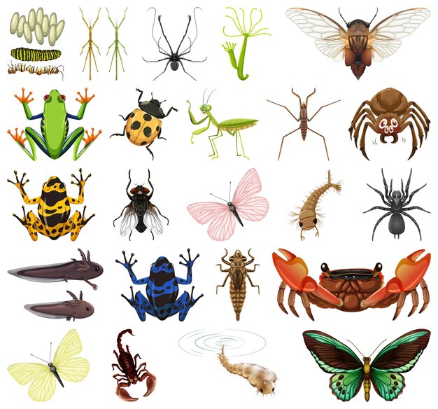 Diferentes tipos de insectos y animales sobre fondo blanco.