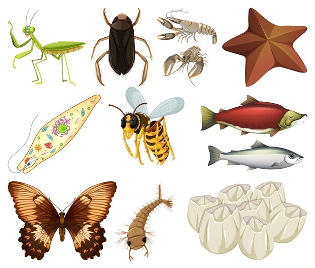 Diferentes tipos de insectos y animales sobre fondo blanco.