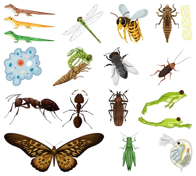 Diferentes tipos de insectos y animales sobre fondo blanco.