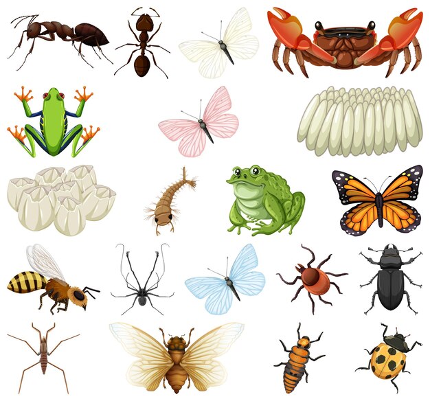 Diferentes tipos de insectos y animales sobre fondo blanco.