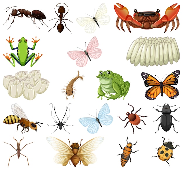 Diferentes tipos de insectos y animales sobre fondo blanco.