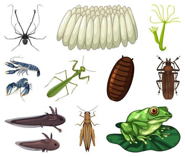 Diferentes tipos de insectos y animales sobre fondo blanco.