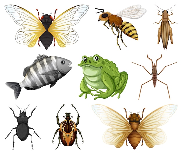 Diferentes tipos de insectos y animales sobre fondo blanco.