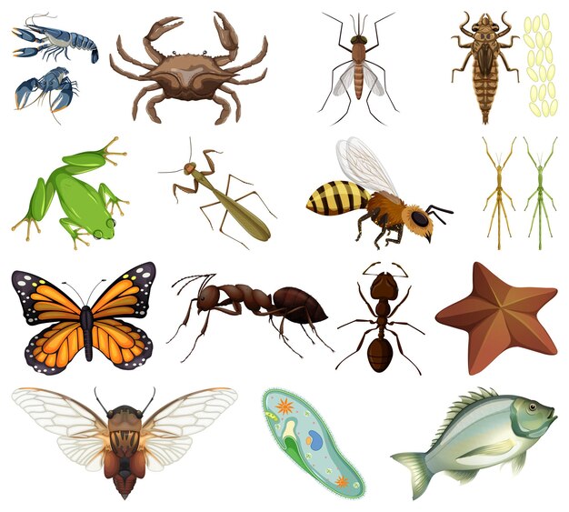 Diferentes tipos de insectos y animales sobre fondo blanco.