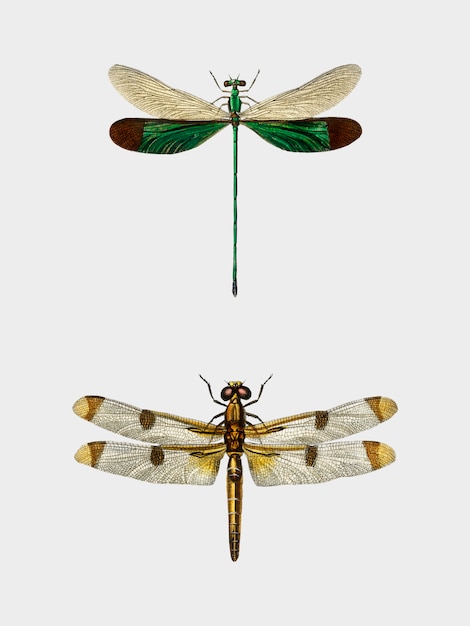 Diferentes tipos de libélulas ilustradas por Charles Dessalines D&#39;Orbigny (1806-1876).