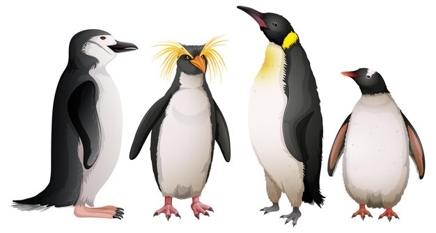 Diferentes tipos de pingüinos