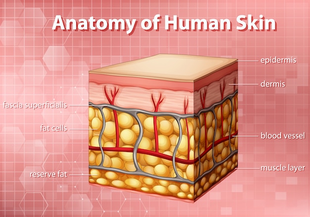 Digram mostrando anatomía de la piel humana sobre fondo rosa