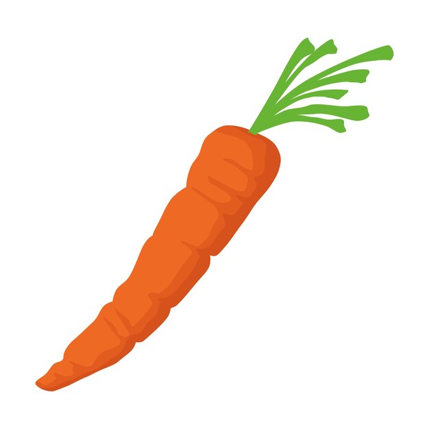 diseño aislado del icono de vegetales frescos de zanahoria