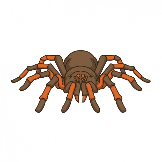 Diseño de araña pintada a mano