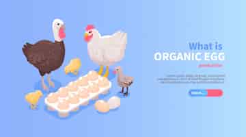 Vector gratuito diseño de banner de sitio web horizontal isométrico de producción avícola con huevos orgánicos pollo carne de pavo oferta