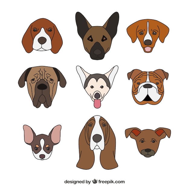 Diseño de colección de perros