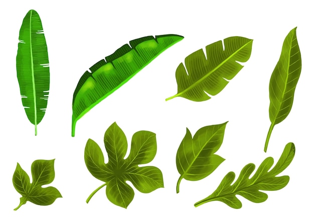 Diseño de conjunto de hojas exóticas de diferentes tipos tropicales.