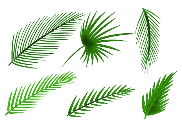 Diseño de conjunto de hojas verdes de plantas tropicales decorativas