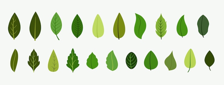 Vector gratuito diseño de estandarte llamativo de paquetes de hojas orgánicas
