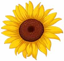 Vector gratuito diseño de girasol amarillo brillante para decoraciones.