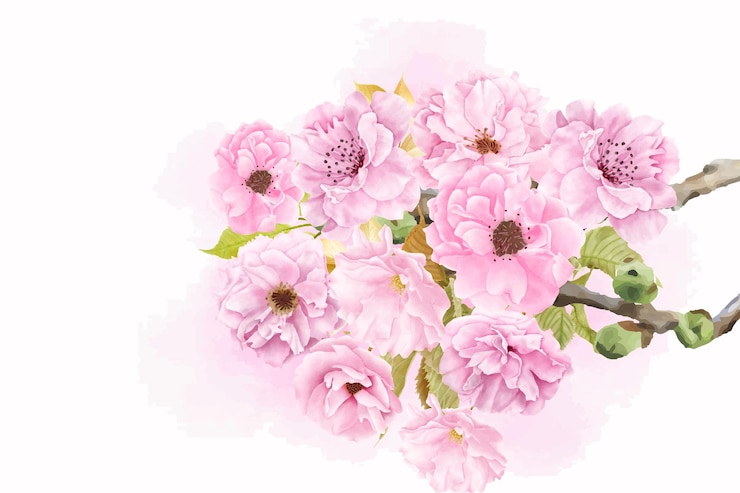 Vector gratuito diseño hermoso del fondo de la flor de cerezo de la acuarela