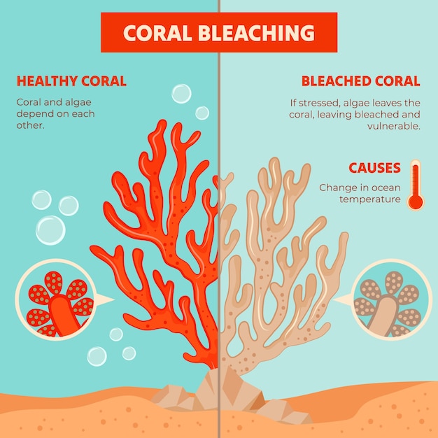 Vector gratuito diseño de infografía de blanqueo de coral