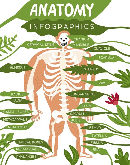 Diseño de infografías de anatomía del esqueleto con imagen del cuerpo humano y descripción detallada del componente
