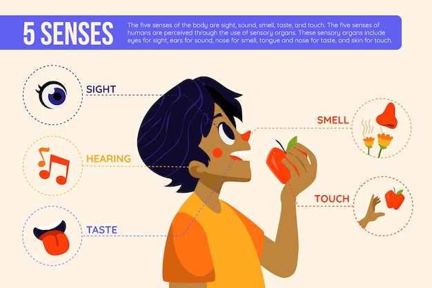 Diseño infográfico de los 5 sentidos.