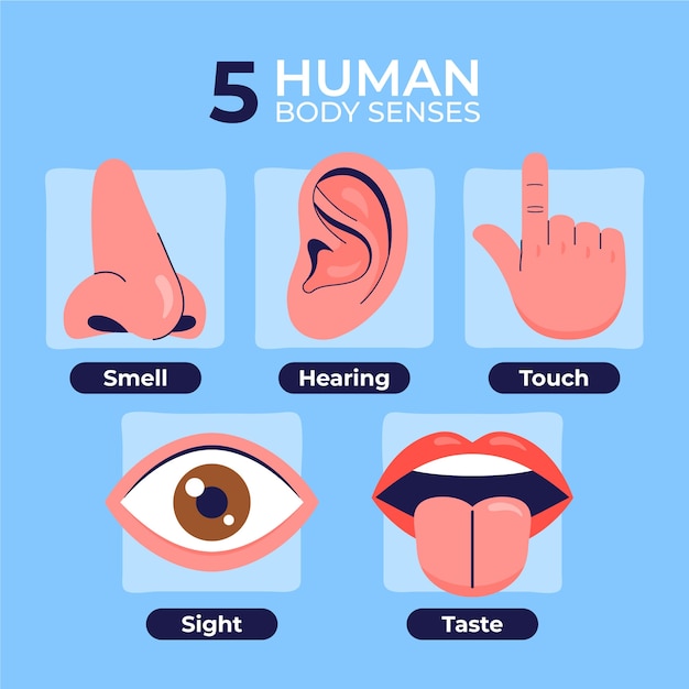 Diseño infográfico de los 5 sentidos.