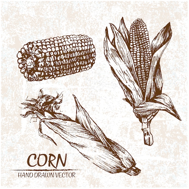 Diseño de maíz dibujado a mano