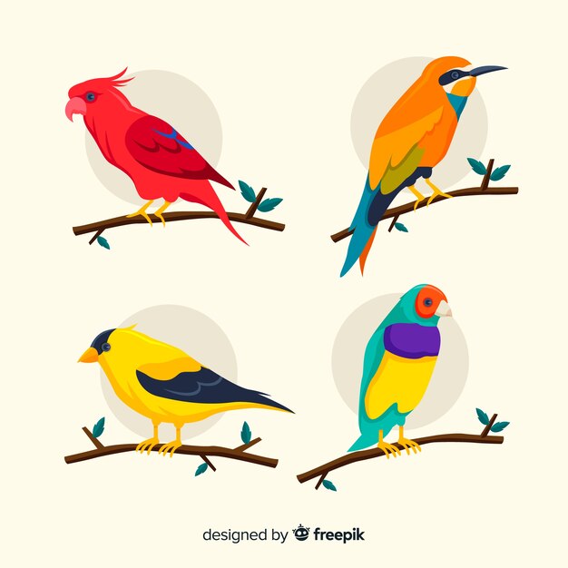 Diseño plano de colección de aves exóticas
