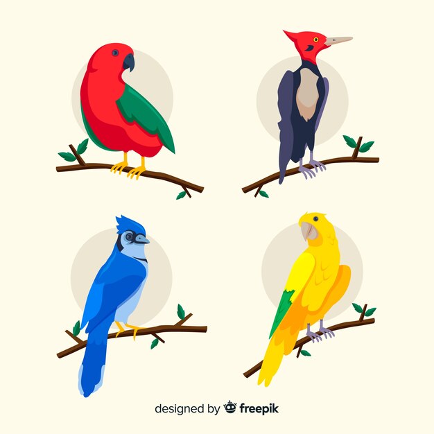 Diseño plano de colección de aves exóticas
