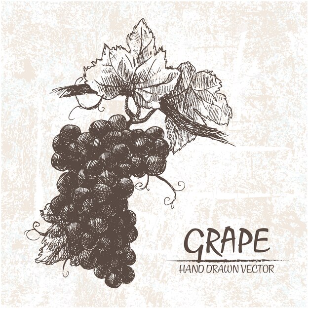 Diseño de uvas dibujadas a mano