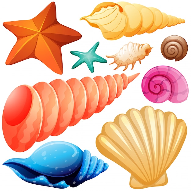 Diversos tipos de ilustración de los seashells