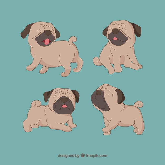 Doguillo lindo en diferentes poses