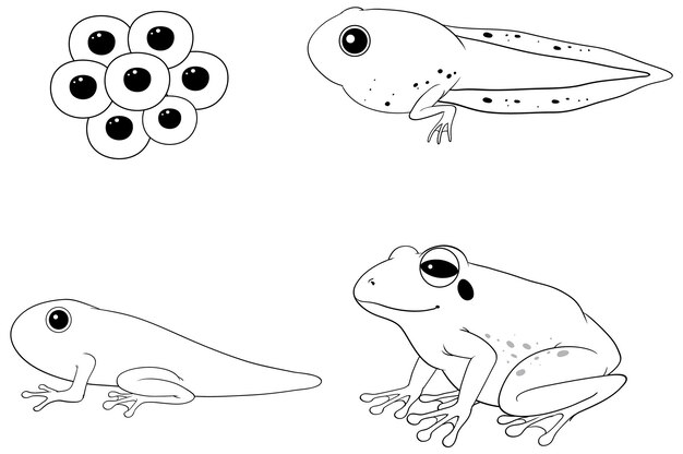 Doodle de diagrama de ciclo de vida de rana