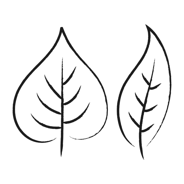 Vector gratuito dos hojas dibujadas a mano
