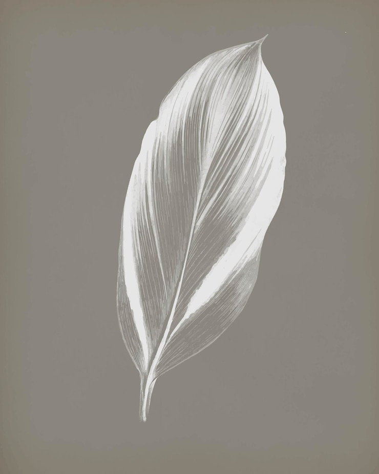 Vector gratuito dracaena recina, suculenta hoja tropical vintage, remezcla de la obra de arte original de benjamin fawcett.