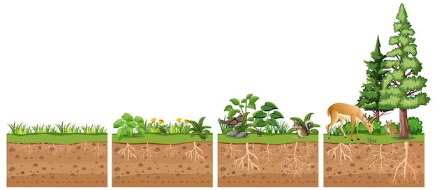 Educación científica de la planta y su raíz.