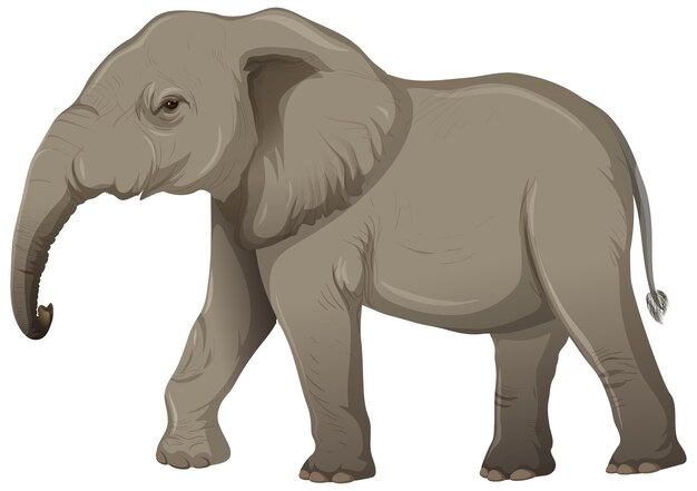 Elefante adulto sin marfil en estilo de dibujos animados sobre fondo blanco.
