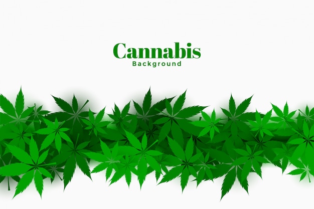 Vector gratuito elegante fondo de cannabis con diseño de hojas de marihuana