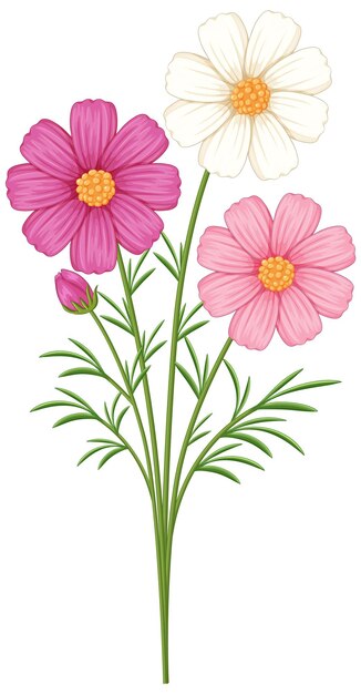 Elegante Ilustración vectorial de flores del Cosmos