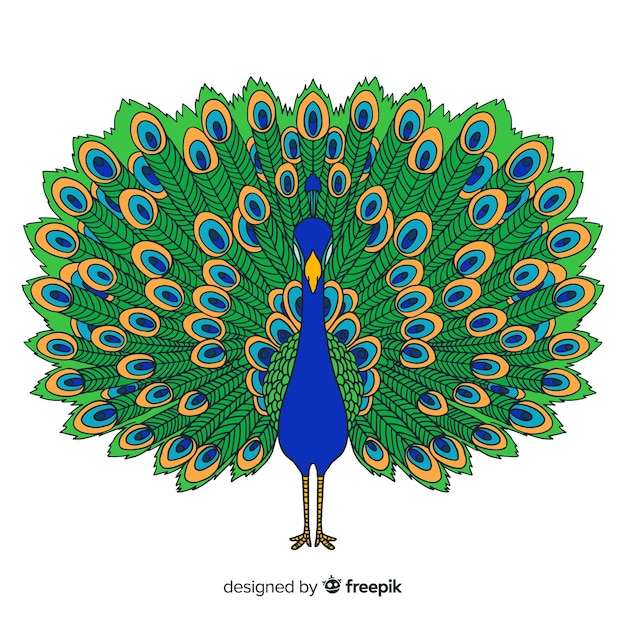 Elegante pavo real dibujado a mano