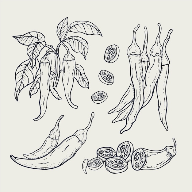Elemento de dibujo jalapeño dibujado a mano