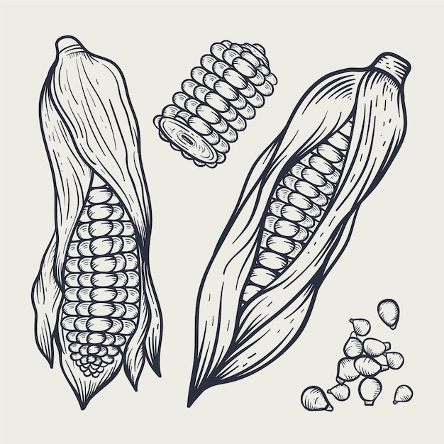 Vector gratuito elemento de dibujo de mazorca de maíz dibujado a mano