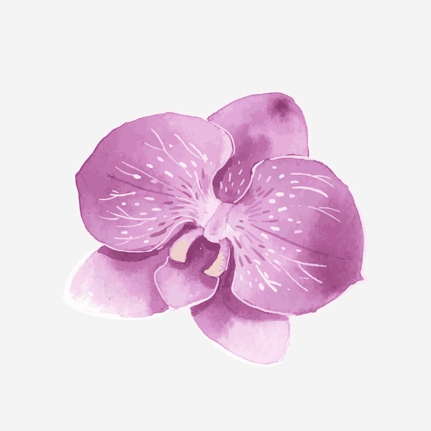 Elemento de etiqueta dibujada mano acuarela orquídea púrpura