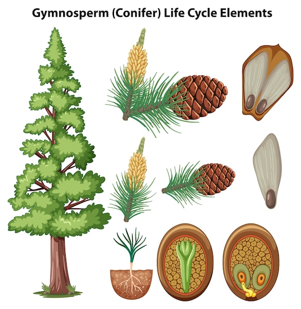 Elementos y ciclo de vida de las plantas de coníferas