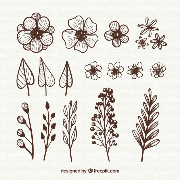 Elementos florales dibujados a mano con estilo de boceto