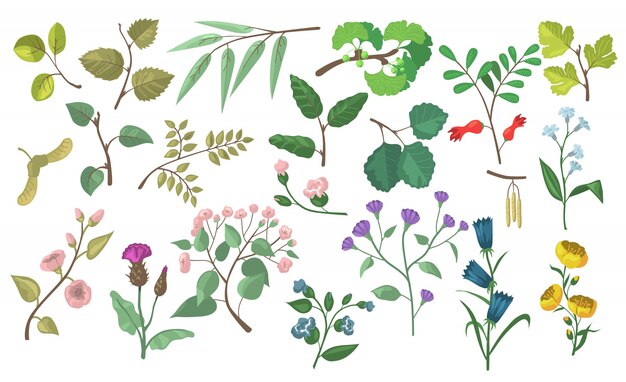 Elementos modernos de vectores planos florales y botánicos
